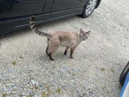 駐車場に車を停めたら→猫が車の中に入ってきた！　堂々と車内を探検「こんなことあるんだ」