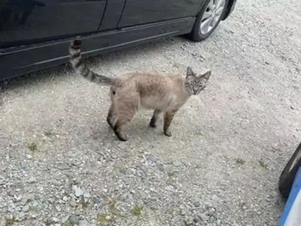 駐車場に車を停めたら→猫が車の中に入ってきた！　堂々と車内を探検「こんなことあるんだ」