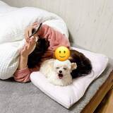 「飼い主さんの枕で寝る愛犬用に小さな枕を用意→「人間の作戦失敗」　ほっこり攻防に「一緒がいいんだよね」「ドヤ顔最高」」の画像1