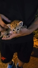 親からはぐれた？衰弱した子猫を見守りながら途方に暮れていた中学生　「私が保護していいですか？」つながった命のリレーは今