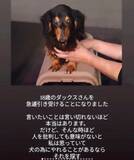 「高齢の飼い主が施設に→残された老犬の行き場がない！「同じような子がいたら連絡して」命がつながったご縁」の画像1