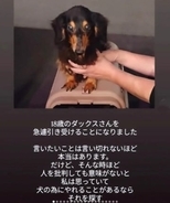 高齢の飼い主が施設に→残された老犬の行き場がない！「同じような子がいたら連絡して」命がつながったご縁