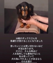 高齢の飼い主が施設に→残された老犬の行き場がない！「同じような子がいたら連絡して」命がつながったご縁