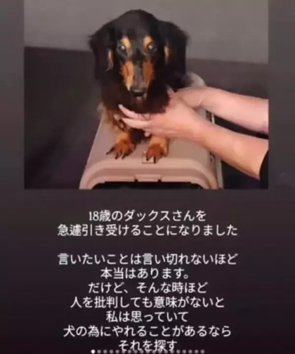 高齢の飼い主が施設に→残された老犬の行き場がない！「同じような子がいたら連絡して」命がつながったご縁