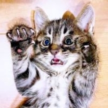 「高速道路に子猫が！」と緊急連絡……猫風邪をひき、体重はたった400g　先住猫2匹とも仲良く“最強ボーイ”に