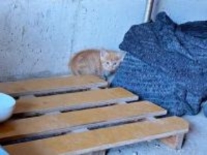 保護した小さな“手乗り猫”→心安らかな日々で5年後ビッグに変貌　魚の開きならぬ猫の開き状態で爆睡「もう野生に戻れない」笑