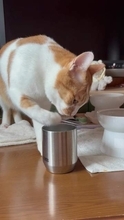 ペチャペチャ…真夜中の寝室に響くかすかな異音→飼い主用の水を飲む犯人に絶句「うそ…だろ…いつからだよ」「お腹が痛い気がする」