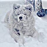「吹雪で〝別犬〟に激変した秋田犬…氷点下でも「極楽だワン」！？飼い主との温度差に驚愕「リアル南極物語」「雪像みたい」」の画像1