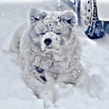 吹雪で〝別犬〟に激変した秋田犬…氷点下でも「極楽だワン」！？飼い主との温度差に驚愕「リアル南極物語」「雪像みたい」
