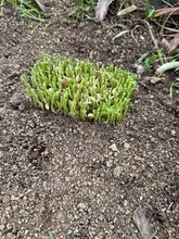 スーパーで買った豆苗　庭に植えて放置したらまさかの成長　「本当にそうなるんだ」「次買ったらやります！」