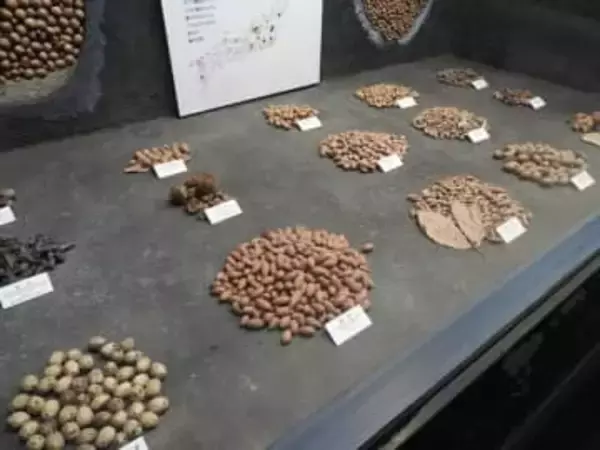 「スタッフにリスがいるのかな…？」展示された、どんぐりの解説に“味”が書いてある博物館とは？