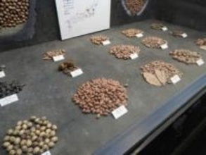 「スタッフにリスがいるのかな…？」展示された、どんぐりの解説に“味”が書いてある博物館とは？