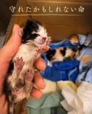 「草むらで、へその緒のついた子猫を保護　必死の治療むなしく…投稿に広がる悲しみ、「かわいそう」で終わらせないために」の画像1