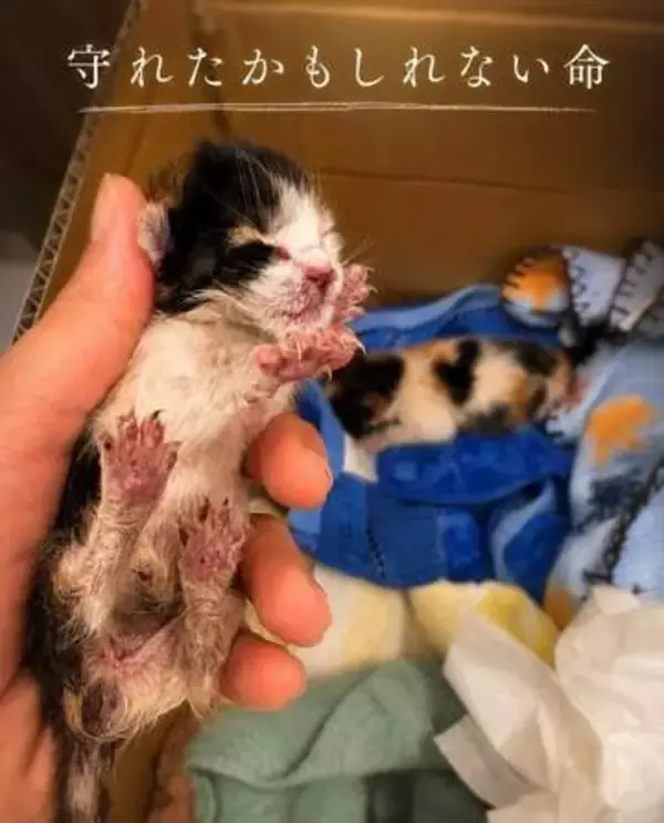 草むらで、へその緒のついた子猫を保護　必死の治療むなしく…投稿に広がる悲しみ、「かわいそう」で終わらせないために