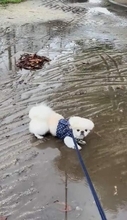 雨の日の散歩中「きゃーやめてー」犬がペタンと寝そべり、キョトン顔「ここからどうやって帰ったの！？」