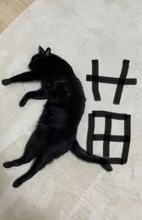 ゴロンと寝転ぶ猫さんで、「猫」の「漢字」ができました！「寝相までクリエイティブ」「芸術作品」「神業すぎる」