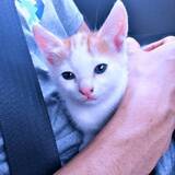 「難病で仕事を辞め、ひとりで過ごす時間が増えて→子猫を保護したら、体調に変化が……！？　8年後は大家族へと成長」の画像1