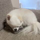 「眠っている愛犬、大事そうに抱えているのは…？　「匂いが大事」「かわいくて泣ける…」」の画像1
