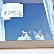 「ネコはここ」「しゃしんもOK」小3息子が手作りした窓辺の貼り紙が話題　コロナ禍に生まれた優しさと3匹の“営業活動”に2.4万いいね