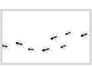 「なんでティッシュにアリがたかる？」その謎を解明！食べるためじゃない意外な理由と効果的な撃退法