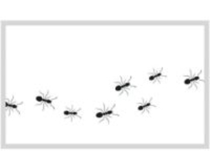 「なんでティッシュにアリがたかる？」その謎を解明！食べるためじゃない意外な理由と効果的な撃退法