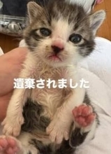 同じ日に3匹の子猫が捨てられた…TNR団体が語る「遺棄の現場」と命がけのミルク育児