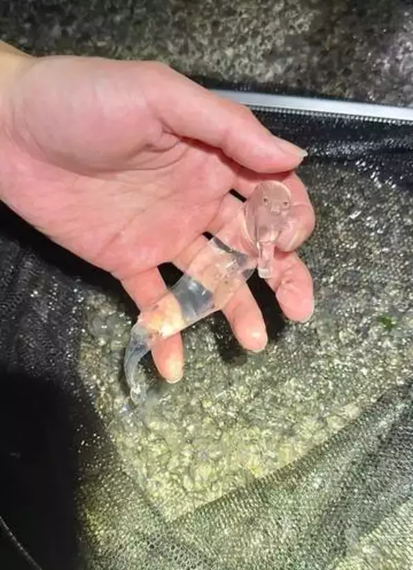 【海のふしぎな生きもの】透きとおってるー！これはなに？「ポケモンにおなり」「ムーミン谷にいそう」