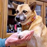 「「すごい、怒ってる…」“ムキ顔”なのにじっと我慢　お手入れ中の愛犬に反響「かわいすぎる」「お利口さん」1.9万いいね」の画像1