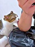 「保護猫の“愛情表現”？パパの腕をいつもペロペロ　「やっぱ毛並みよくなるの？」→夫の返答に笑い　「愛されてるな」「うらやましすぎる」」の画像1