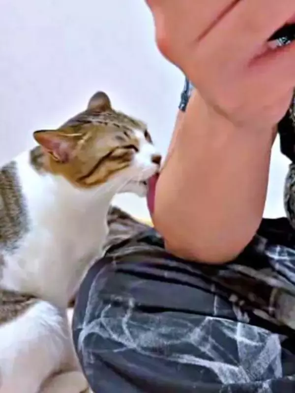 保護猫の“愛情表現”？パパの腕をいつもペロペロ　「やっぱ毛並みよくなるの？」→夫の返答に笑い　「愛されてるな」「うらやましすぎる」