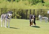 「バーニーズとハスキー犬、呼んだ時のリアクション差がエグい「はいはいは〜い♡ 」「のっそのそ……」」の画像1