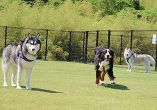 バーニーズとハスキー犬、呼んだ時のリアクション差がエグい「はいはいは〜い♡ 」「のっそのそ……」