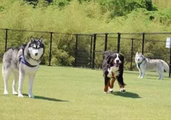 バーニーズとハスキー犬、呼んだ時のリアクション差がエグい「はいはいは〜い♡ 」「のっそのそ……」