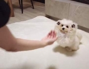 子犬の全力の「お手」に爆笑「レッサーパンダの威嚇みたい」「必死さが伝わってきてもう無理」