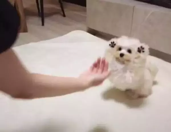 子犬の全力の「お手」に爆笑「レッサーパンダの威嚇みたい」「必死さが伝わってきてもう無理」