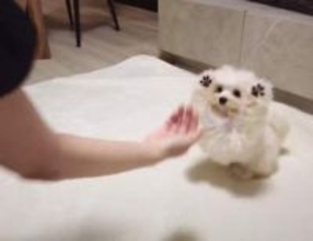 子犬の全力の「お手」に爆笑「レッサーパンダの威嚇みたい」「必死さが伝わってきてもう無理」