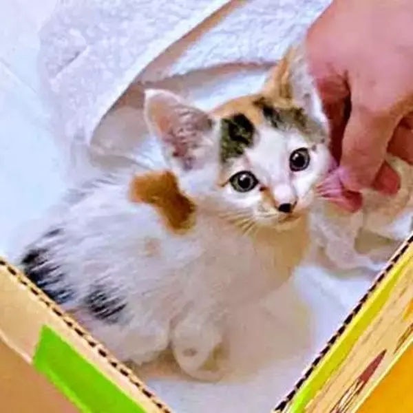 深夜の道路で泣き叫んでいた生後間もない子猫　保護したのは「猫初心者」の夫婦　「朝まで生きられる？」つきっきりで見守った夜を越えて
