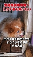 固まった長毛、ただれた皮膚、巨大な腫瘍　繁殖場で「不要犬」とされた20頭　「救いたい」と保護団体が受け入れを決断した