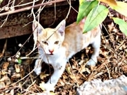 夏の日、鉄くずの隙間で鳴いていた子猫　別の子をここで保護したばかり「ひょっとして兄弟？」…再びめぐり逢った“奇跡の命”