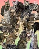 「保護猫の2割が“キジトラ”なのに…なぜ譲渡会で選ばれない？　個性豊か、“意外な魅力”を知ってほしい」の画像1