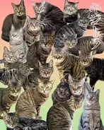 保護猫の2割が“キジトラ”なのに…なぜ譲渡会で選ばれない？　個性豊か、“意外な魅力”を知ってほしい