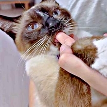 「かわいいストーカーに追われています」甘えん坊な元保護猫　最後は飼い主にダイブする姿に「間違いなく犬」「完全に親子」と反響