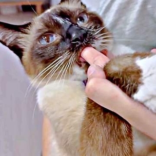「かわいいストーカーに追われています」甘えん坊な元保護猫　最後は飼い主にダイブする姿に「間違いなく犬」「完全に親子」と反響