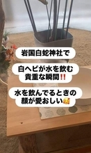 「奇跡なくらい」白ヘビが神社で、水を飲む瞬間を撮影　動く姿を見るだけでも貴重　しかもその日は…