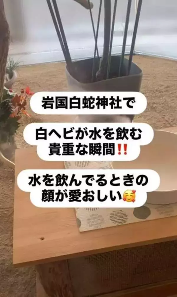 「奇跡なくらい」白ヘビが神社で、水を飲む瞬間を撮影　動く姿を見るだけでも貴重　しかもその日は…