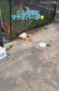 「外の草は食べたい、でも完全には出たくない」ネット下から“半分だけ脱走”した豆柴　見つかった瞬間、高速バック！「何事もなかった男の顔してる」