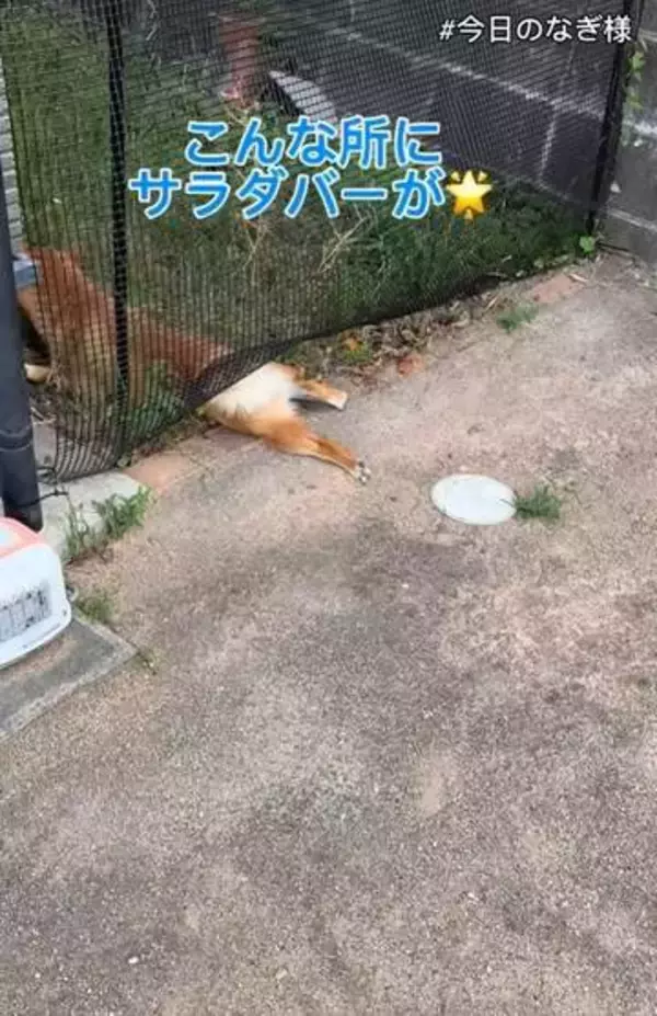 「外の草は食べたい、でも完全には出たくない」ネット下から“半分だけ脱走”した豆柴　見つかった瞬間、高速バック！「何事もなかった男の顔してる」