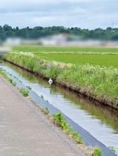 「用水路に白鳥いる！」と思って近づいたら正体はまさかの…　「これは見間違える」「めっちゃ白鳥」→国内外から似た体験談集まる