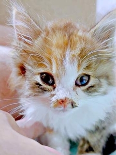 雨の夜、車の前で震えていた子猫「弱ってる、どうしよう…」　飼育経験ゼロの男性とパートナーが全力で命を繋ぎ…ふわもふ“わがまま娘”に！