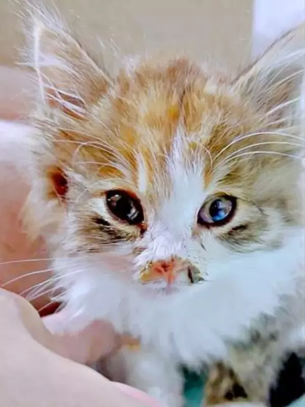 雨の夜、車の前で震えていた子猫「弱ってる、どうしよう…」　飼育経験ゼロの男性とパートナーが全力で命を繋ぎ…ふわもふ“わがまま娘”に！